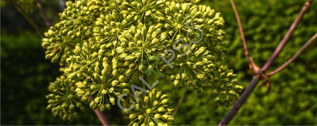 Comprar Angelica Natural Essential Oil